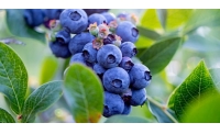 2021蓝莓收获季即将开启：BC蓝莓潜心生产优质产品