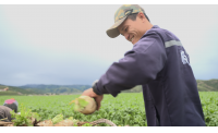 广东小伙赴丁真家乡种萝卜上热搜 “极地果蔬”在阿里社区电商淘菜菜日销万